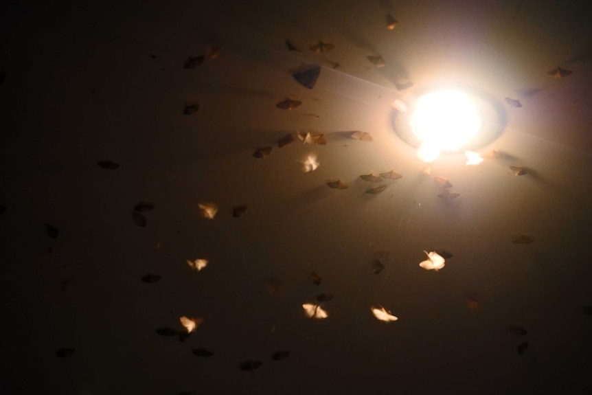 moths flying around a ceiling light