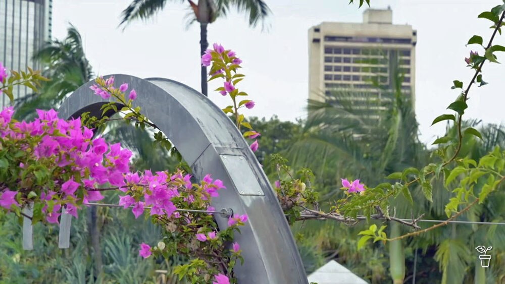 Subtropical Starters - Gardening Australia