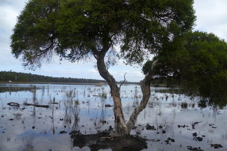 A tree stands in a flood.