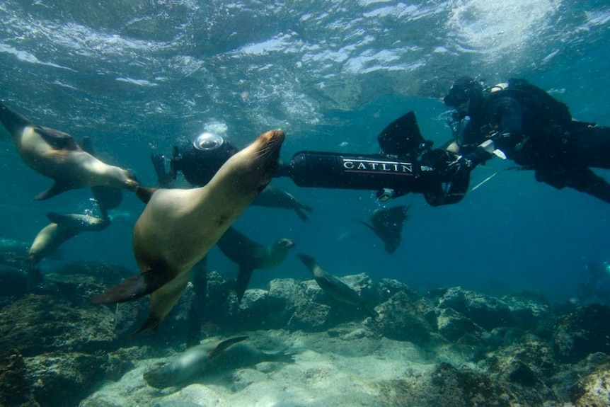 Mr Vevers says the photos bring to life the reality of what is happening to the health of the world's coral.