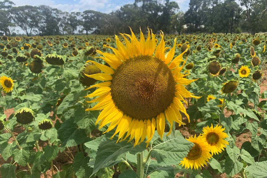 A close up of a large sunflower in a paddock