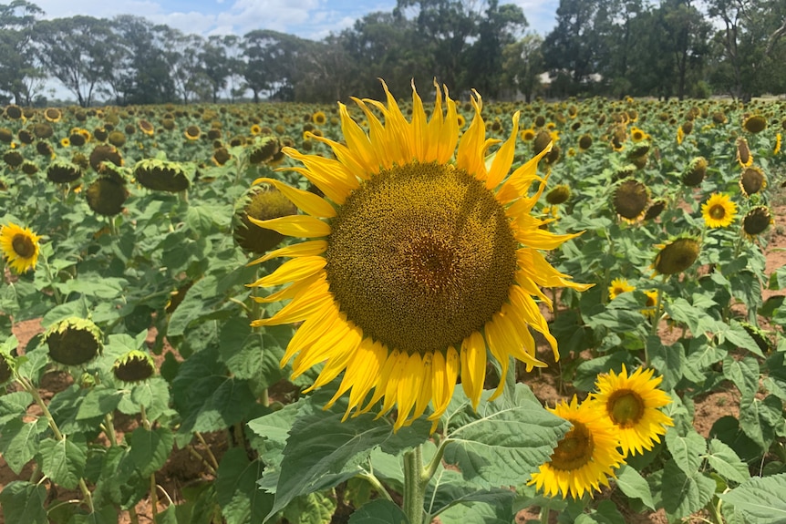 A close up of a large sunflower in a paddock