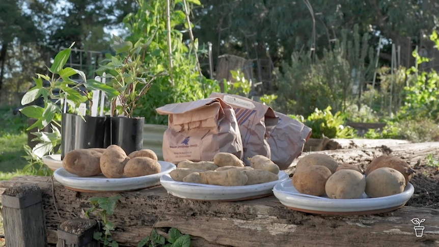 Potatoes on a plate sitting on the edge of a vegetable garden bed.