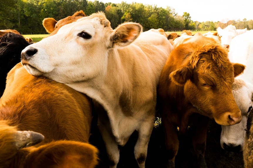 A close up of cattle.