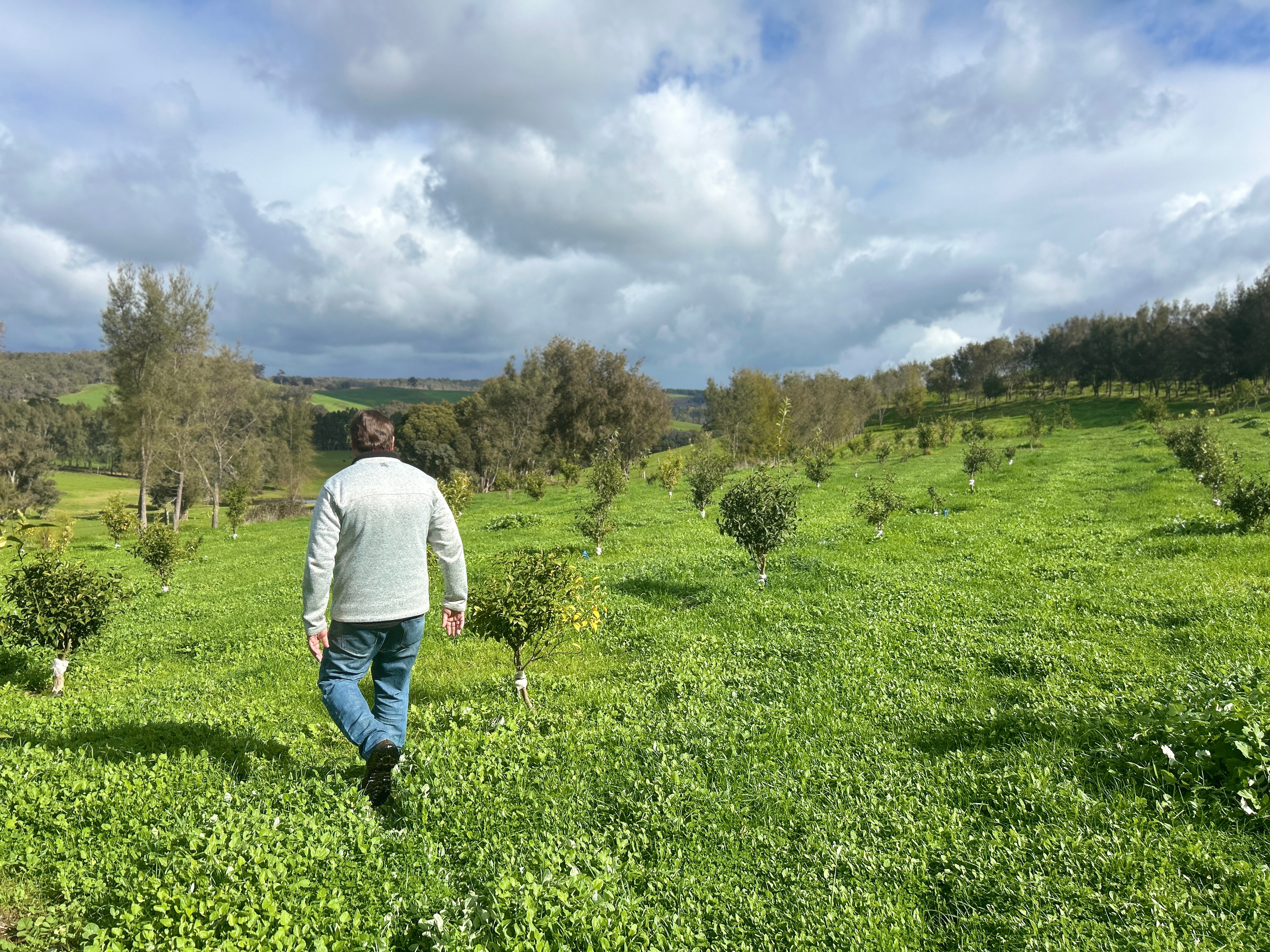 A man walks through an orchard of small trees.