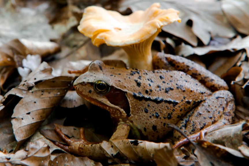 A wood frog rests beside a chanterelle mushroom on the leafy forest floor. 