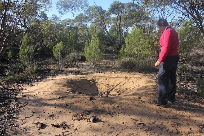 Abandoned malleefowl nest