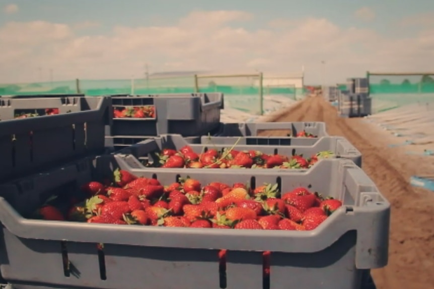 Tubs of strawberries on Ti Strawberry Farm.