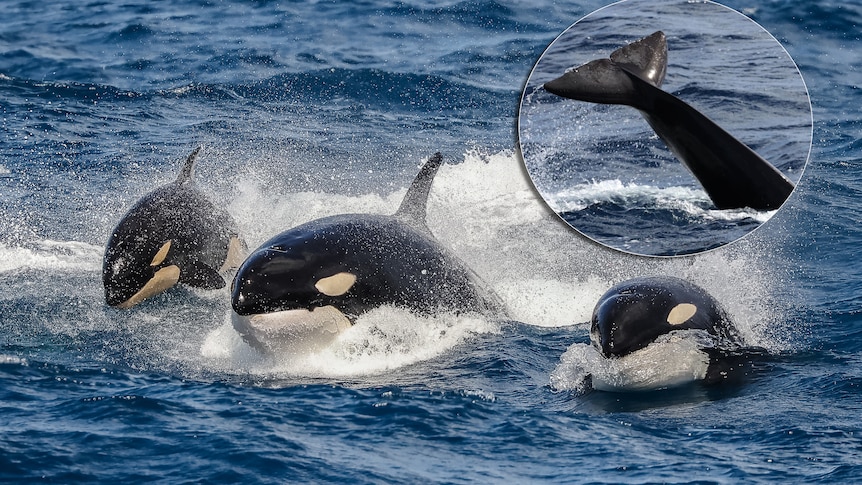 orca and inset of sperm whale tale