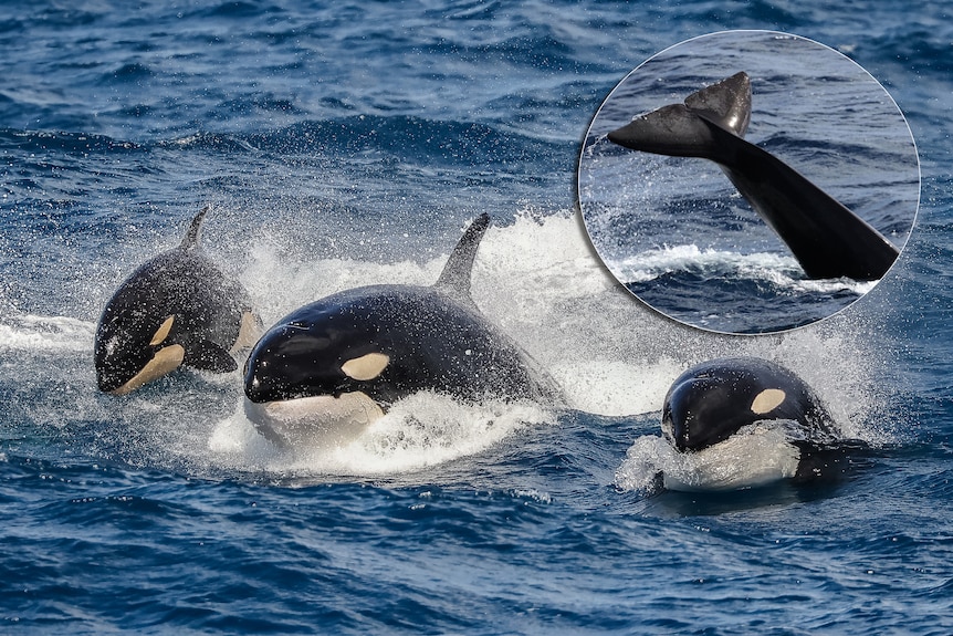 orca and inset of sperm whale tale