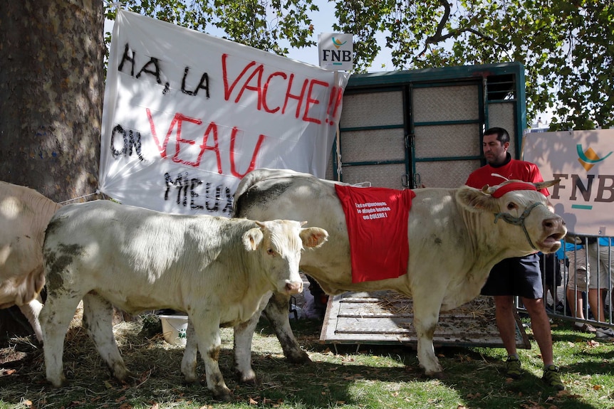 A French farmer stands next to his cows