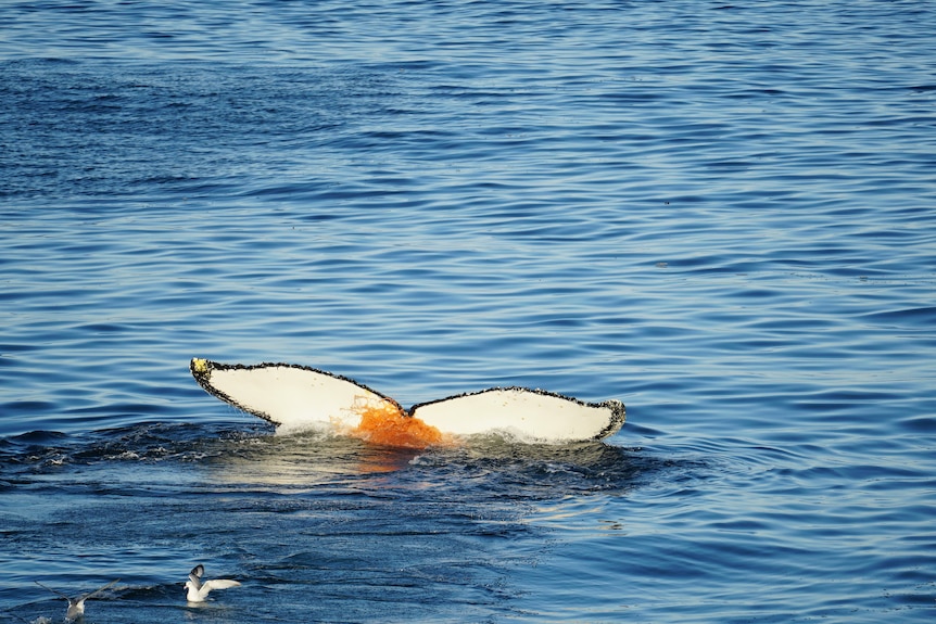 Whale tail with poo on it