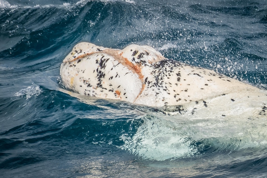 white whale calf emerges from the water