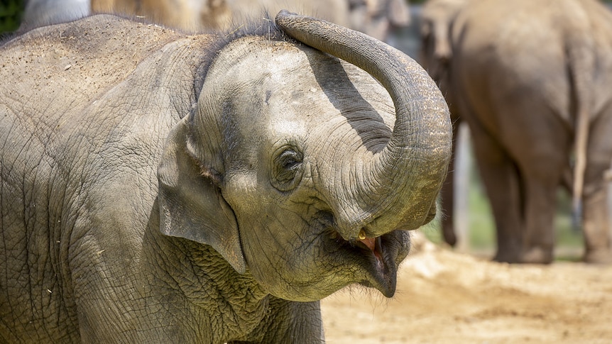 Asian elephant Mali at Melbourne Zoo lifts her trunk over her head with mouth open