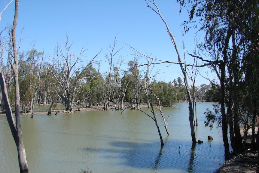Lowbidgee wetlands managed under Nimmie Caira deal