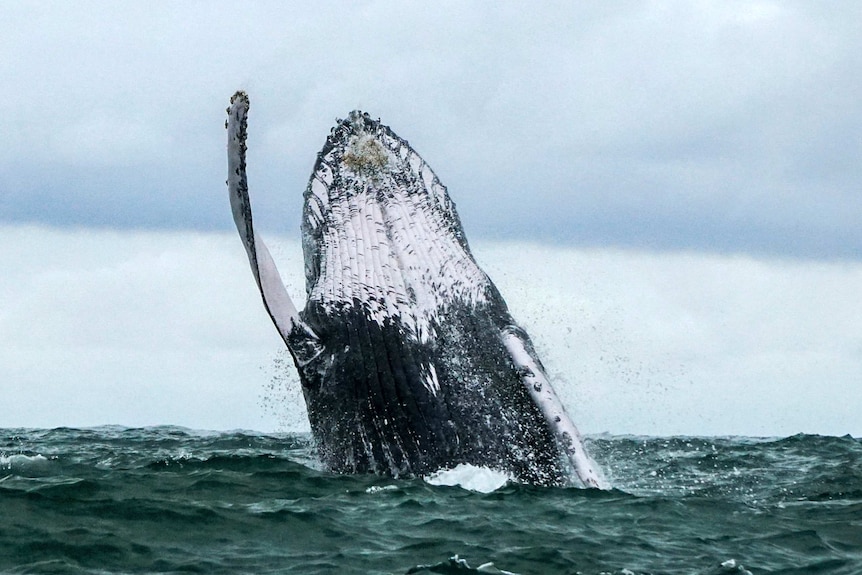 A humpback whale