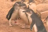 Penguins on Granite Island