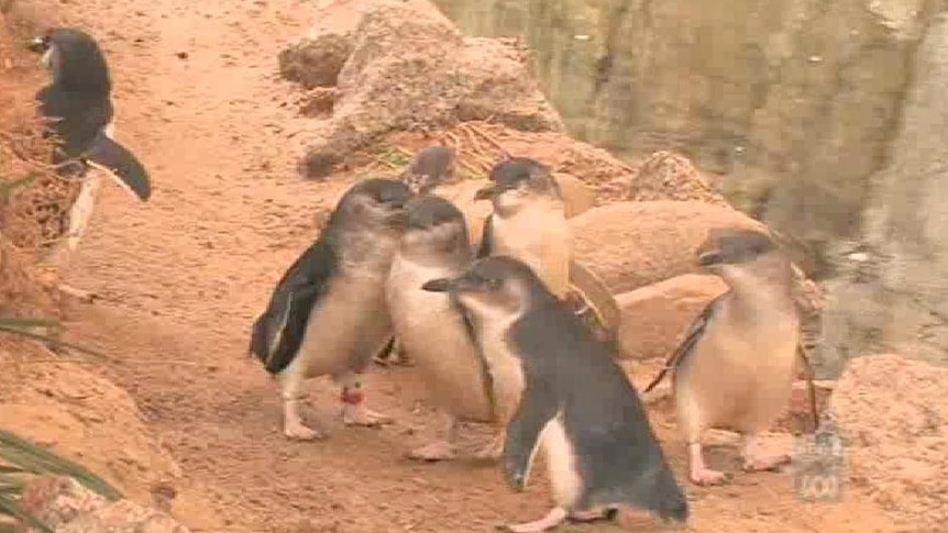 Penguins on Granite Island