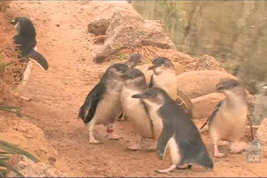 Little penguins on Granite Island