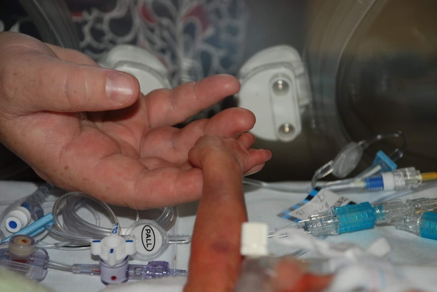 A tiny premature baby's hand holds onto its mother's hand inside a humidicrib