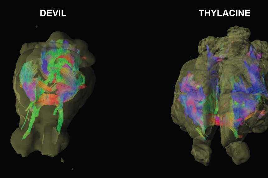 A diagram comparing the brain scans of the Tasmanian devil and Tasmanian tiger
