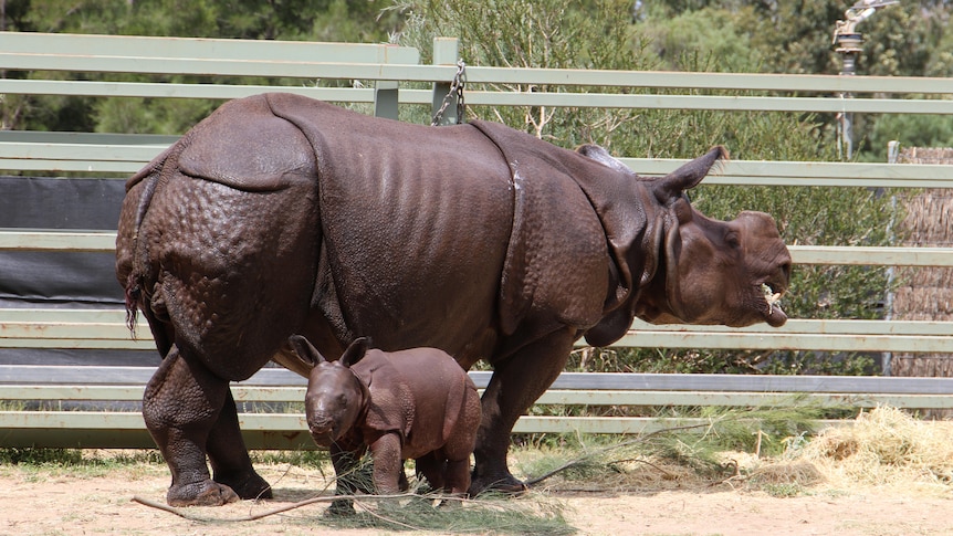 A light grey baby rhino looking toward the camera stands in front of it's mother 