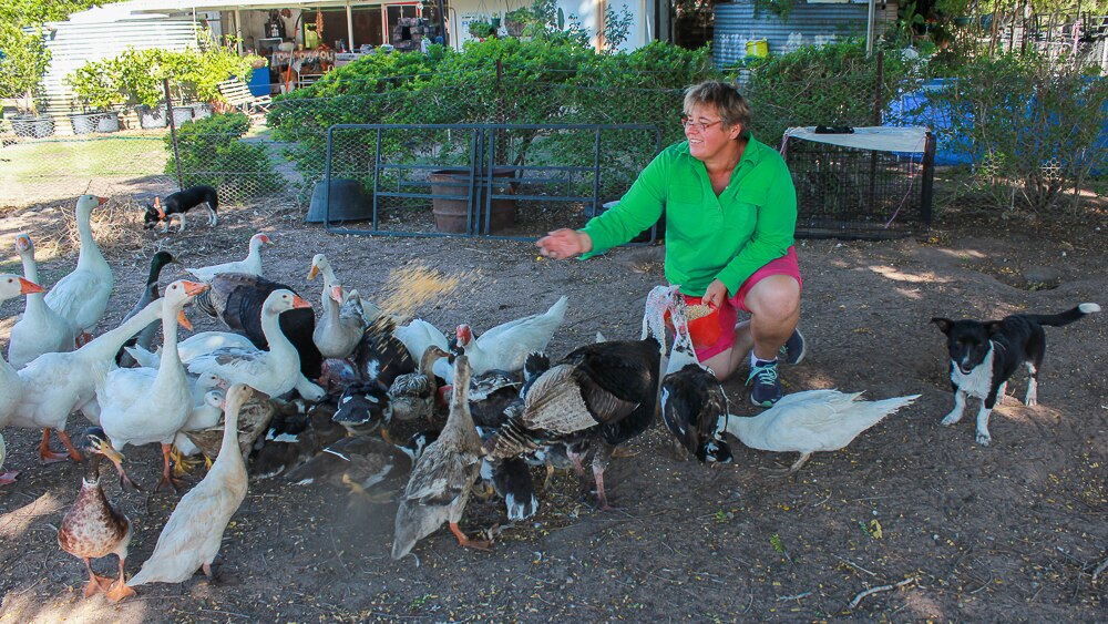 Outback flock of birds thriving in Queensland drought - ABC News