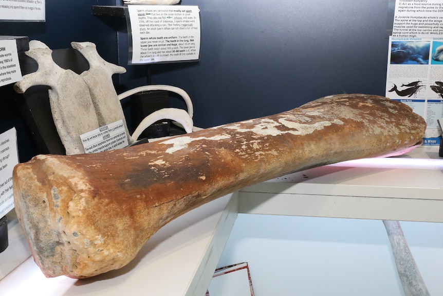 Humpback whale wrist bone