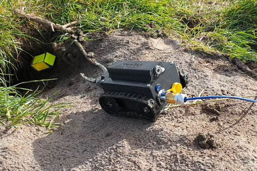 The WomBot about to enter a wombat burrow.