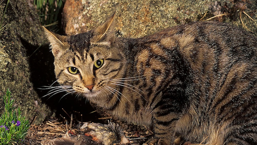 Cat eating bird in WA