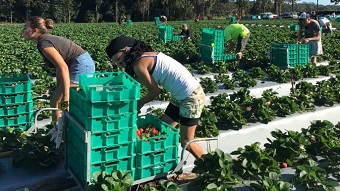 Backpackers picking strawberries with large containers.