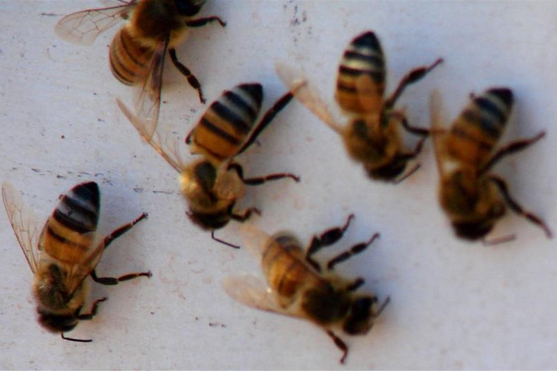 Bees are dying, so what's the cause?