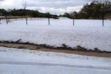 Hail blankets a paddock at Ramsay, south of Toowoomba in south-east Queensland.