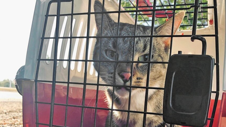 Pet cat P-Puss cat stowed away on a removal truck and took a 2,500km journey