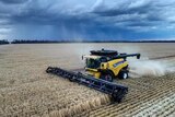 A header harvesting wheat half way between Moree and Goondiwindi with rain in the background, October 2020.