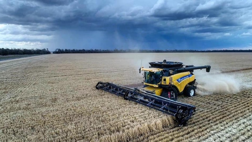 A header harvesting wheat half way between Moree and Goondiwindi with rain in the background, October 2020.