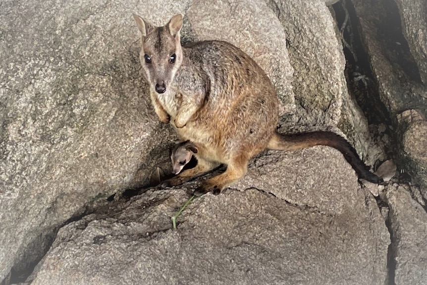 rock wallaby with joey in pouch stands on rock formation