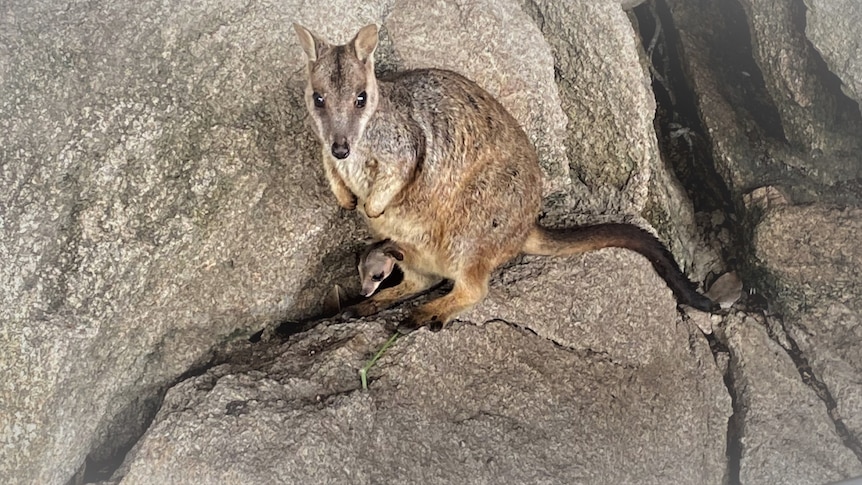 rock wallaby with joey in pouch stands on rock formation