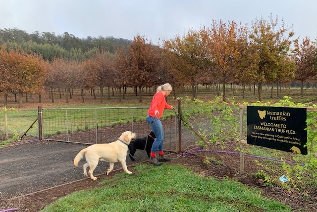 A woman leads her two dogs through a farm gate