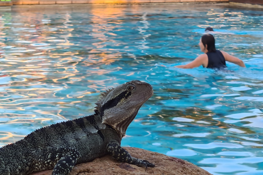 A lizard on a rock next to the pool. 