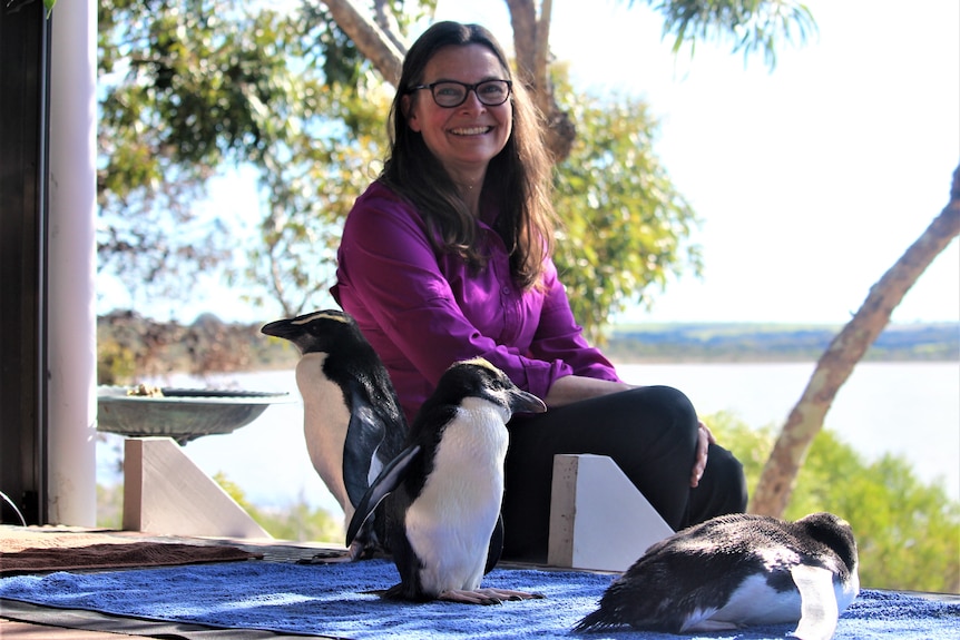 A woman sits on a deck with a lake in the background with three small penguins with yellow facial feathers nearby.