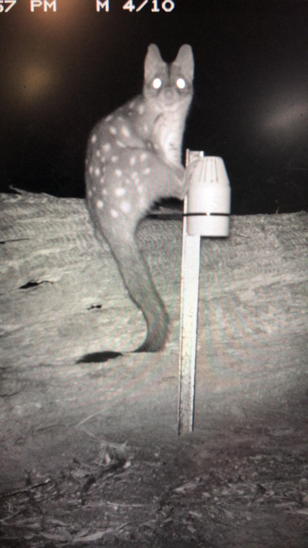 black and white image of spotted western quoll