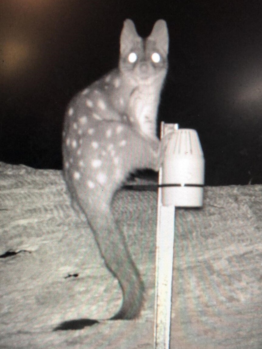 black and white image of spotted western quoll