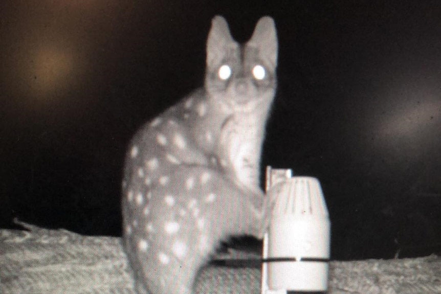 black and white image of spotted western quoll