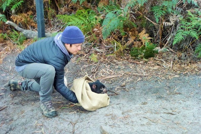 Man in outdoors releases a Tasmanian devil from a sack.