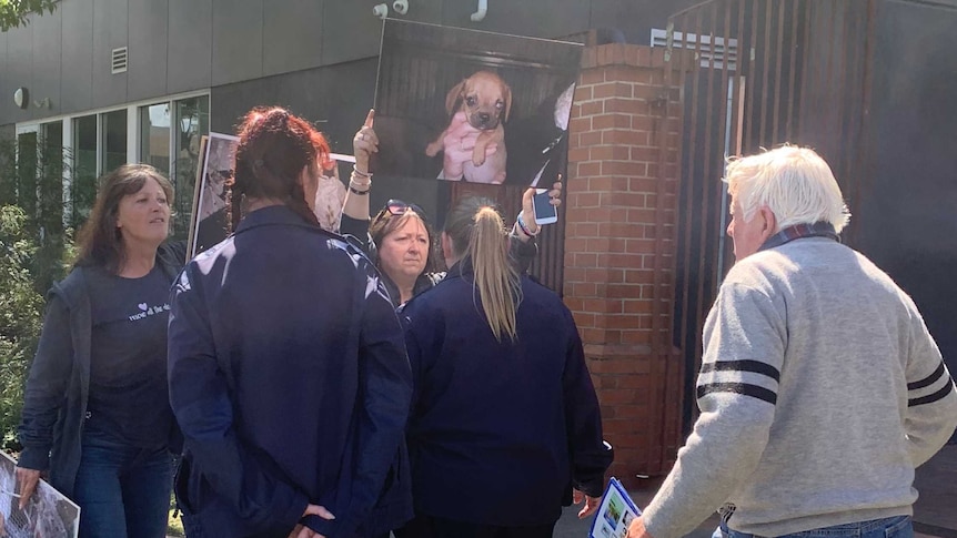 Animal activists confront Bert Cooke outside court with posters of puppies from his farm.