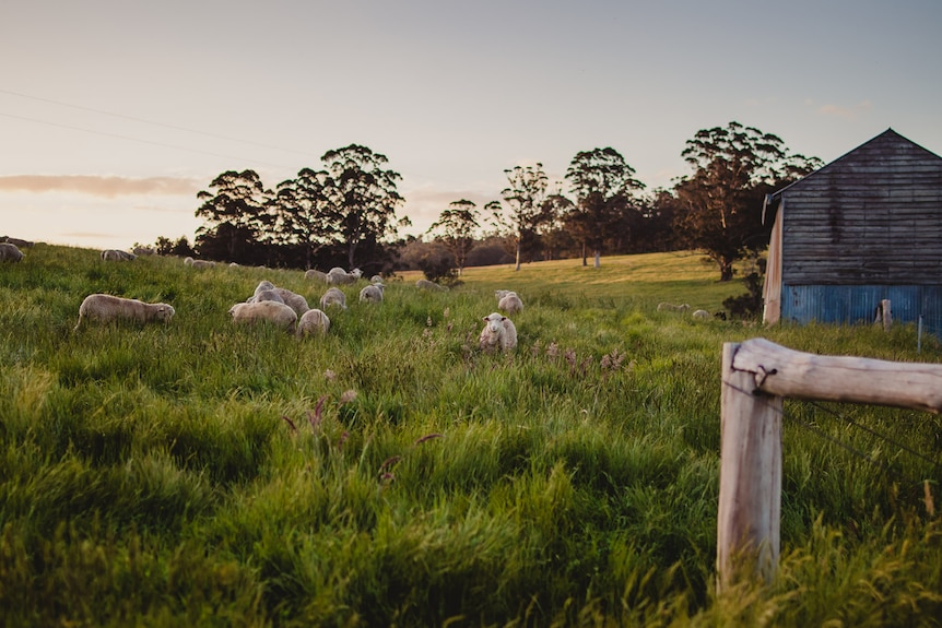 sheep on a farm