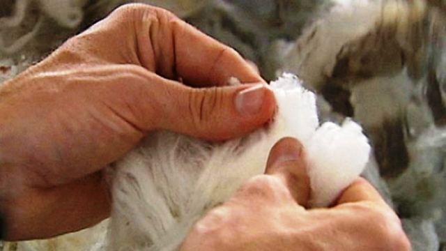 close-up of a man's hands holding wool