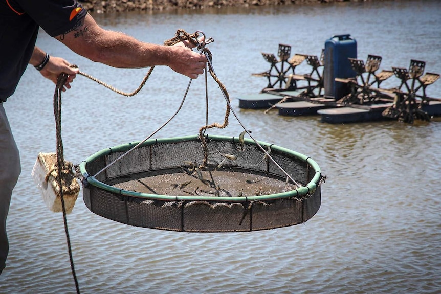 Prawn farmer Matt West holding a tray of live prawns