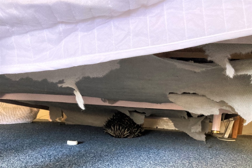 Echidna underneath a damaged bed